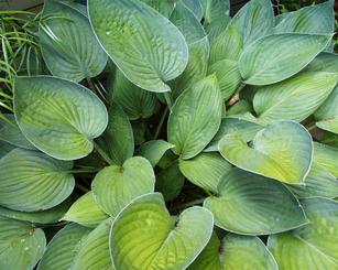 Hosta_Bob
