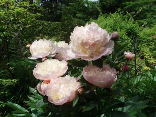 Pink peony