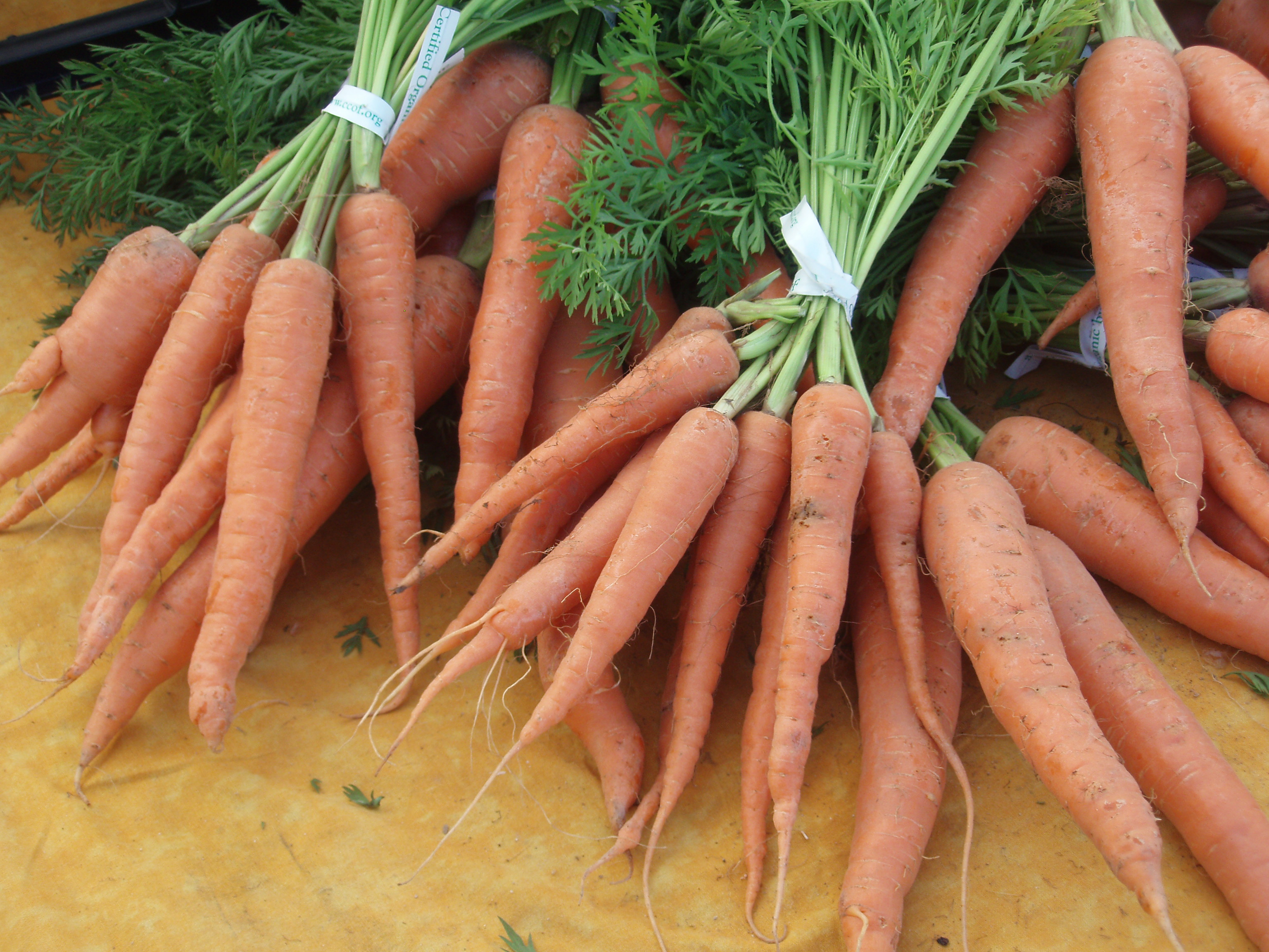 Danvers Halflong carrots Gardening Tips for the Santa Cruz Mountains