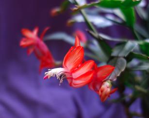 Thanksgiving_cactus