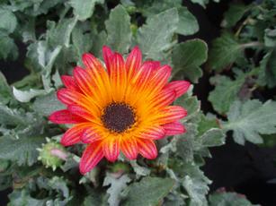 Arctotis 'Pumpkin Pie'