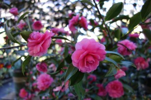 camellia_Chansonette 2