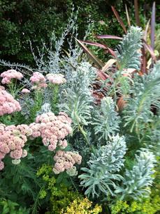 plant_combo3-PhormiumEveningGlow_euphorbia_sedumAutumnJoy_RussianSage