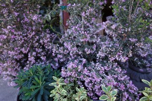 Bouquet of purple scotch heather bush (Calluna vulgaris, erica