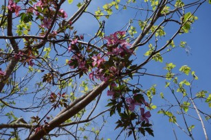 anemone_clematis_vine