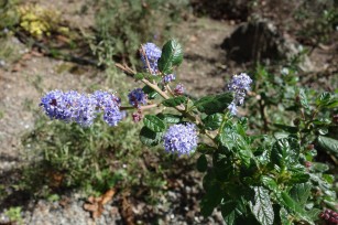 ceanothus_Celestial_Blue 2