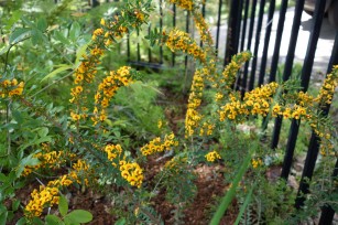 eutaxia_obovata