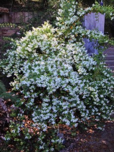 loropetalum_chinense 2