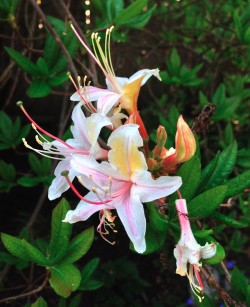 rhododendron_occidentale 2