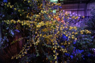 ribes_aureum_gracillimum 2