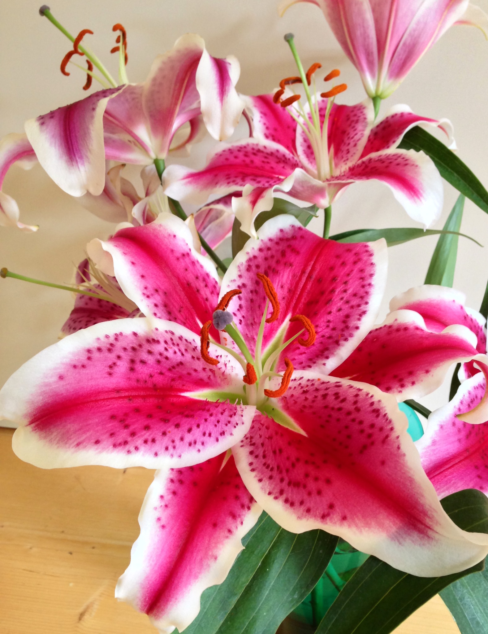 deer resistant bulbs Gardening Tips for the Santa Cruz