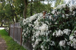 clematis_armandii3