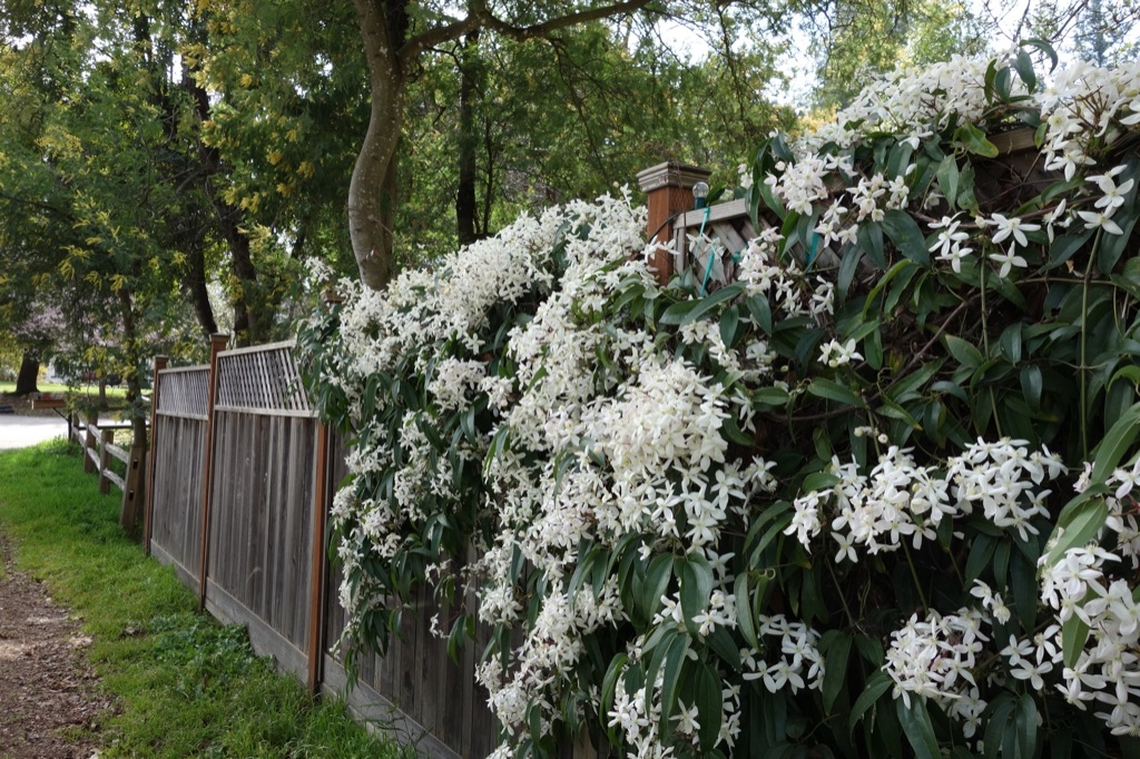 Evergreen Clematis Varieties