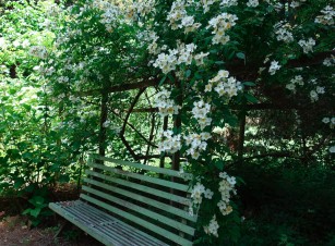 rose_Kathleen_bench 3