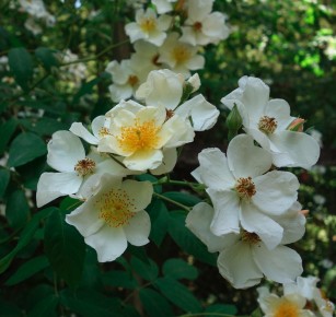 rose_Kathleen_closeup 3