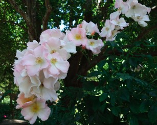 rose_Sally_Homes2 3