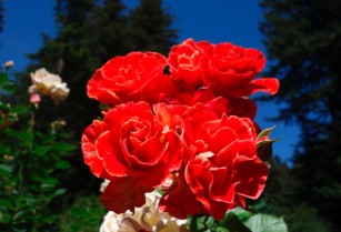 rose_Stretch_Johnson 3