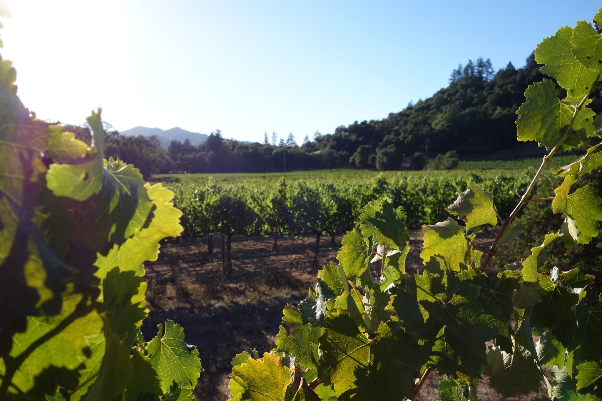Growing Wine Grapes Gardening Tips for the Santa Cruz Mountains
