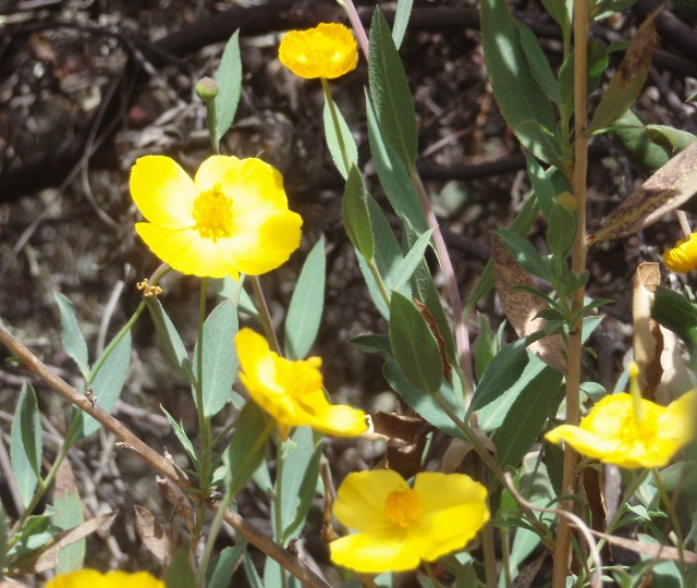 California Native Plants for Erosion Control Gardening