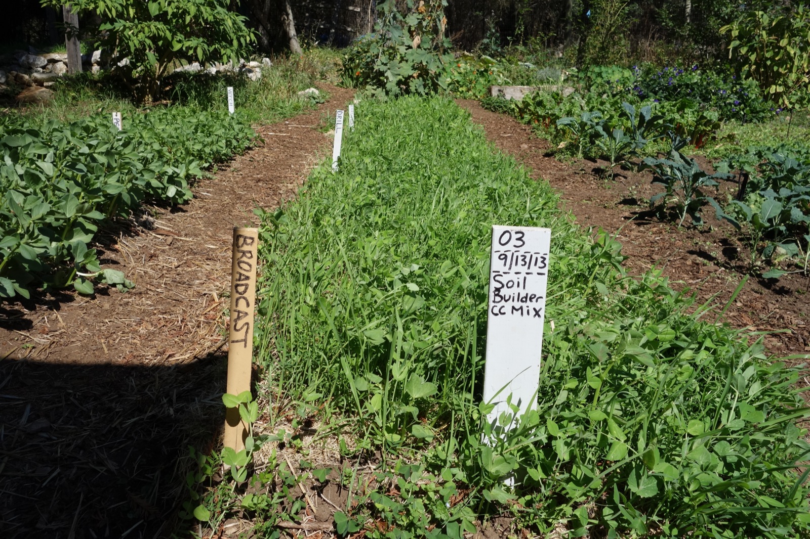 bell beans Gardening Tips for the Santa Cruz Mountains
