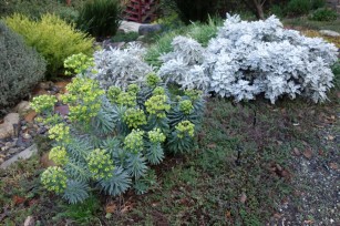 drought_tolerant_plantings.1024