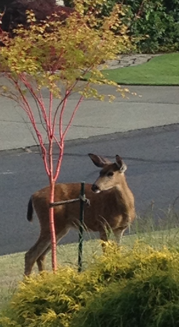 Organic Gardening in the Pacific Northwest- Part 2 | Gardening Tips for