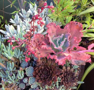 echeverria_ruffled