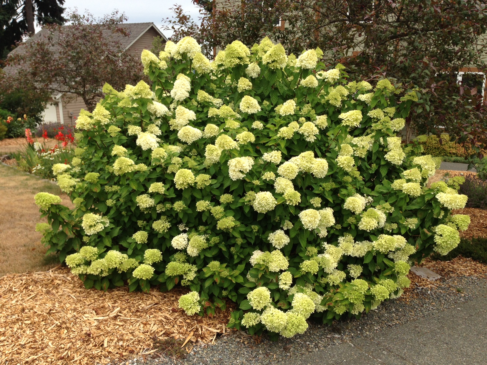 pruning hydrangeas Gardening Tips for the Santa Cruz Mountains
