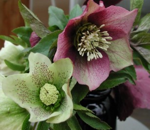 hellebore_orientalis