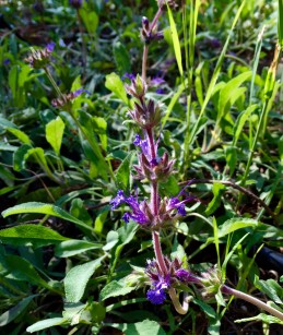 salvia_Bees_Bliss_closeup