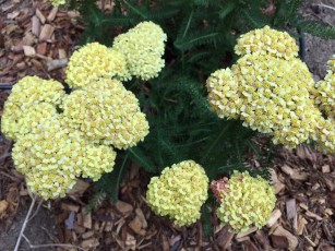 achillea_yellow