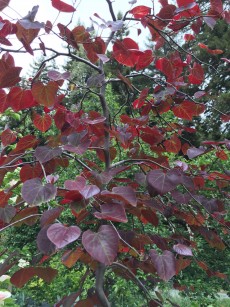 cercis_Ruby_Falls.1600