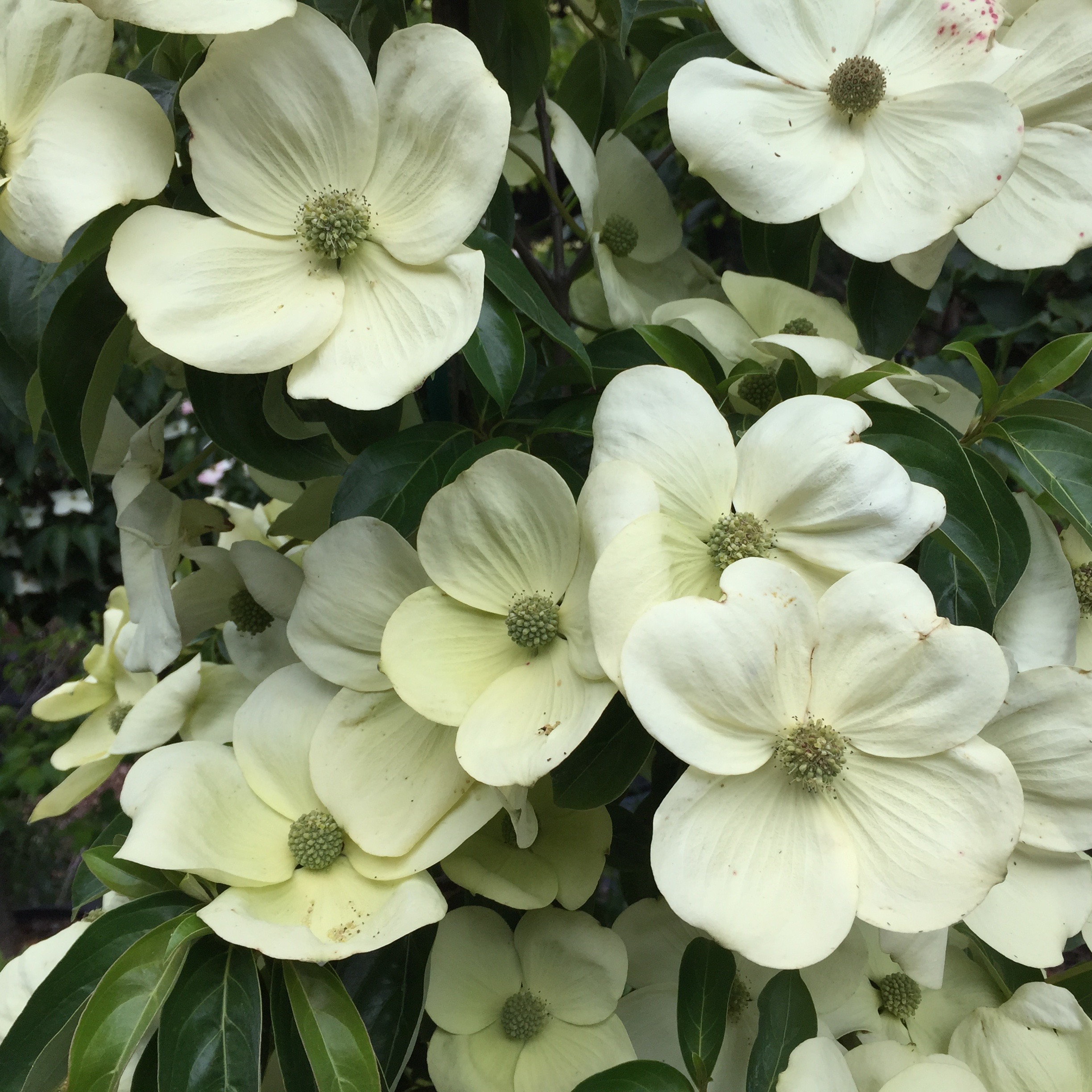 The Best Dogwoods & How to Grow Them | Gardening Tips for the Santa