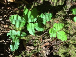 poison_oak