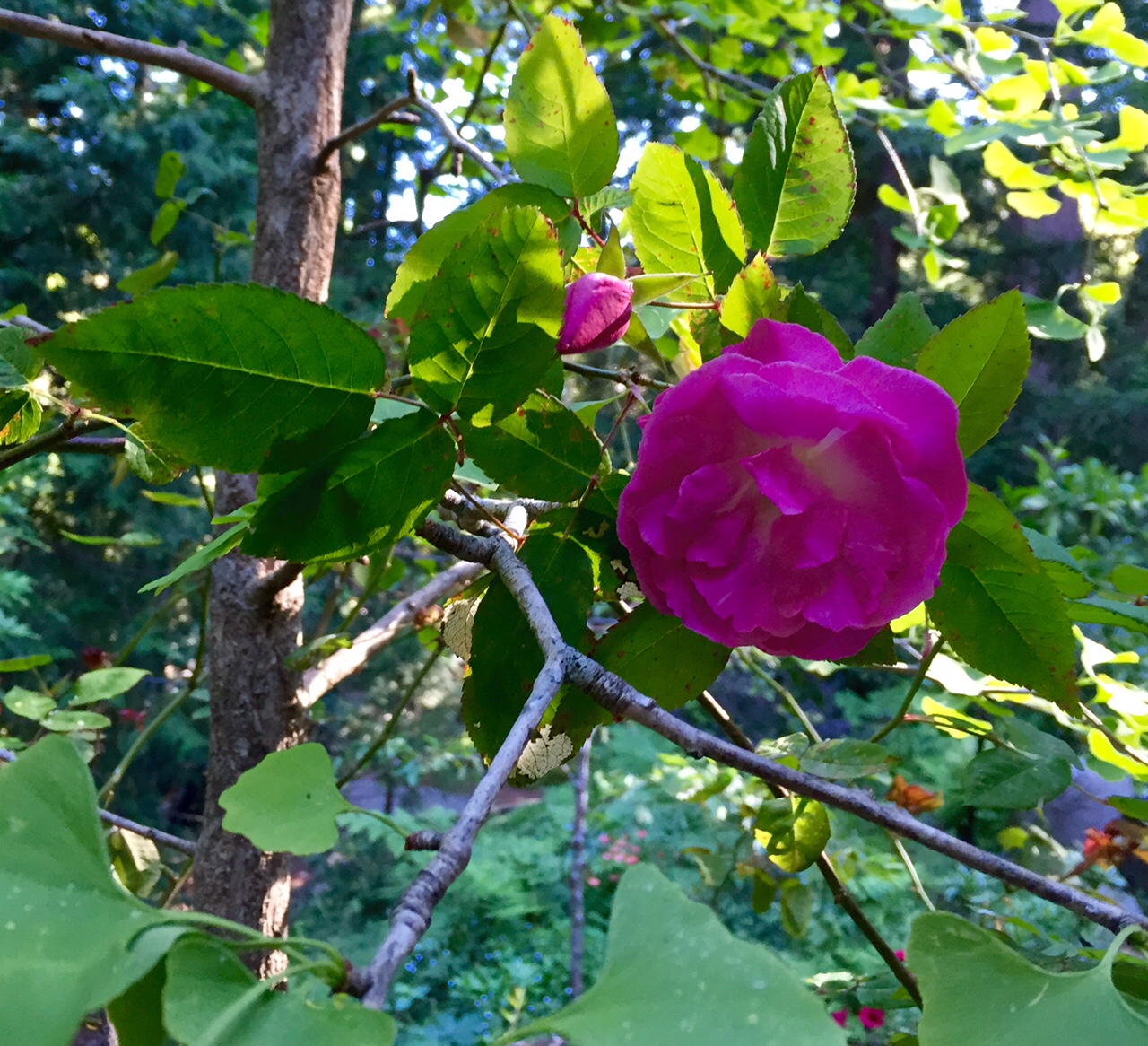 drought tolerant vines Gardening Tips for the Santa Cruz Mountains