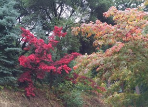 Japanese_maple.1600