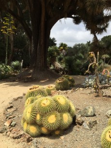 barrel_cactus.1280