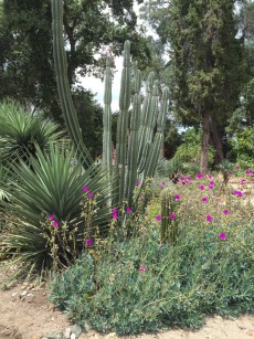 calandrinia.1280