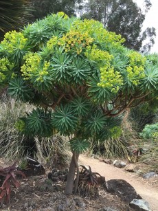 euphorbia_lambii.1280