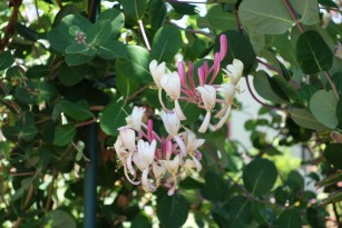 lonicera_heckrottii.1600