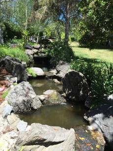 step ponds.1280
