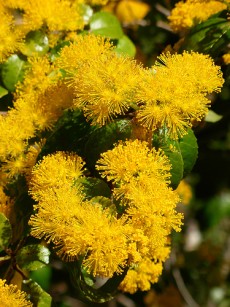 azara_denata-flowers