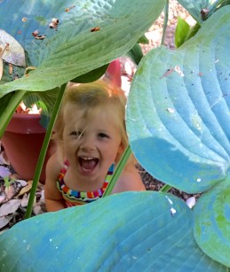 Adelyn in hosta