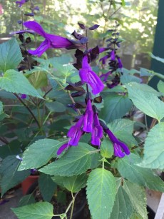 Salvia_guarantica.1600