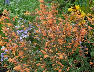 agastache_apricot_sprite