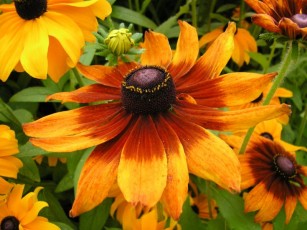rudbeckia hirta