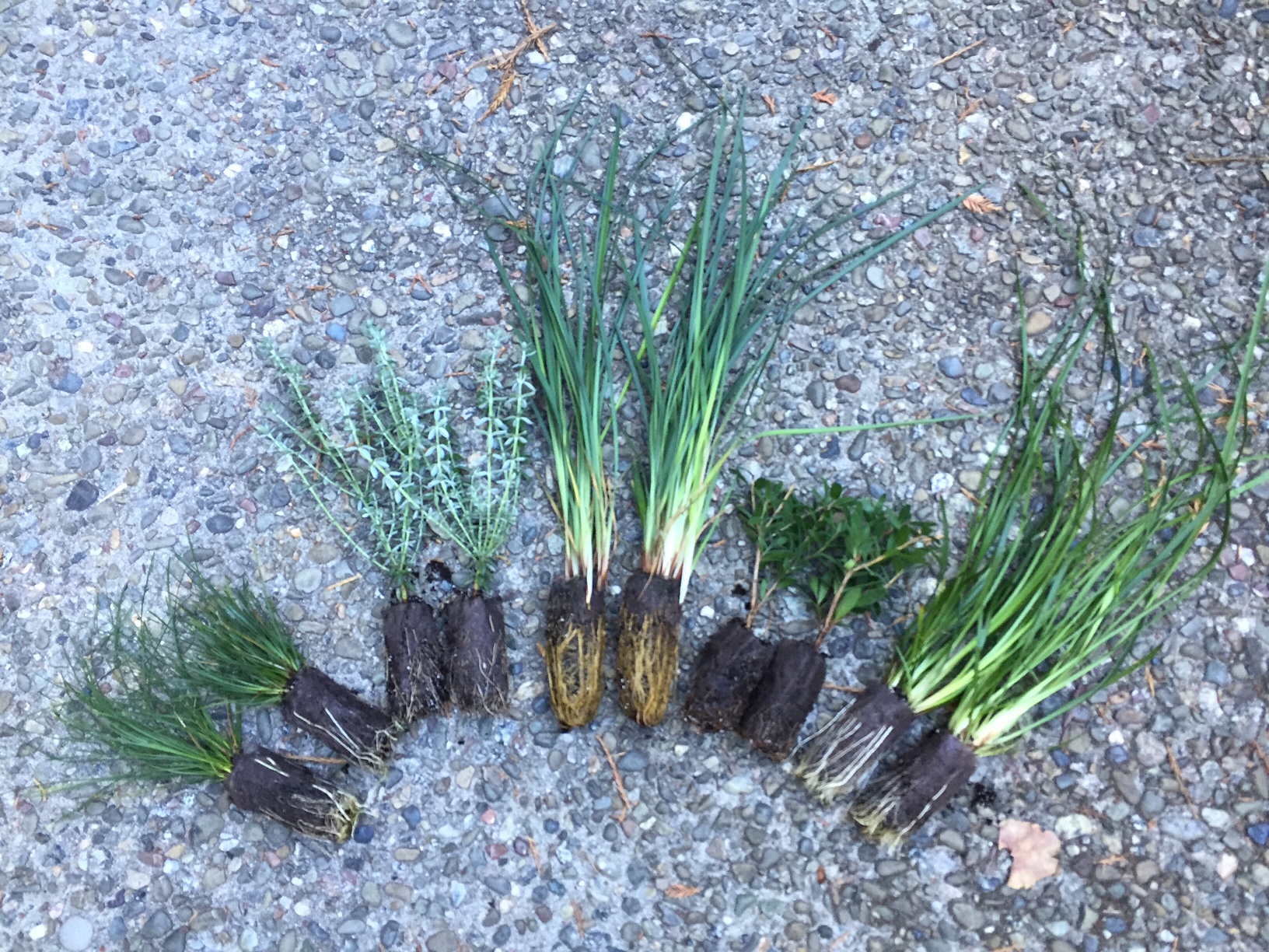 compact shrubs gardening tips for the santa cruz mountains compact shrubs gardening tips for the santa cruz mountains