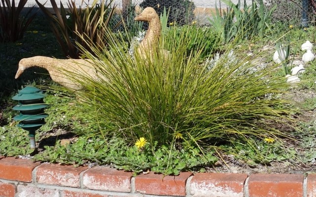 lomandra