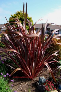 phormium_Guardsman