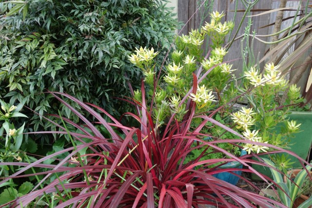 Festival_grass-leucodendron